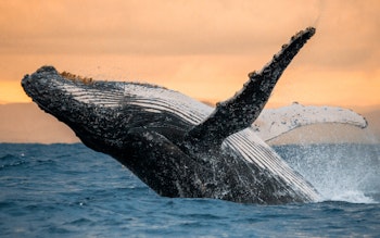 IS Attivita  Balene 708x443 min